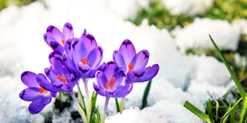 Purple flowers seen in snow 