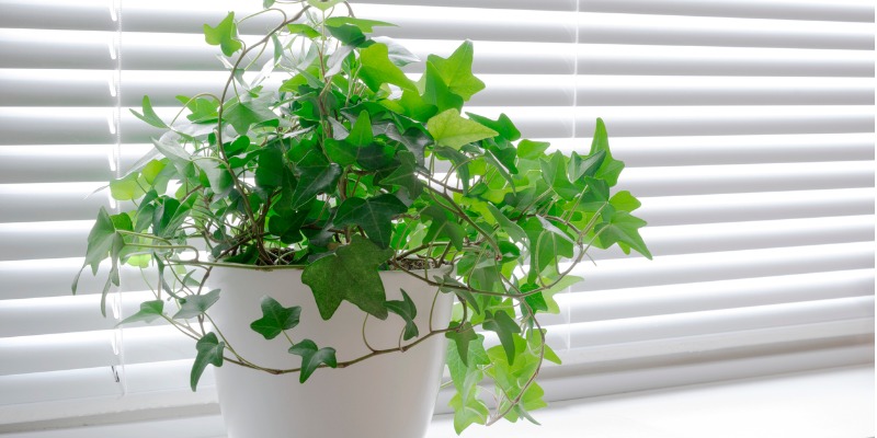 green plant on window sill