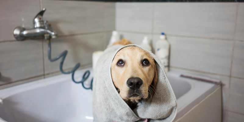 Golden retriever dog in the bath